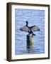 Cormorant Drying  His Wings-Dorothy Berry-Lound-Framed Giclee Print