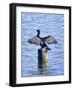 Cormorant Drying  His Wings-Dorothy Berry-Lound-Framed Giclee Print