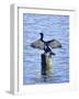 Cormorant Drying  His Wings-Dorothy Berry-Lound-Framed Giclee Print