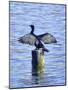 Cormorant Drying  His Wings-Dorothy Berry-Lound-Mounted Giclee Print