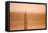 Cormorant on Post in Misty Sunrise with Reedbed Behind-null-Framed Stretched Canvas