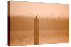 Cormorant on Post in Misty Sunrise with Reedbed Behind-null-Stretched Canvas