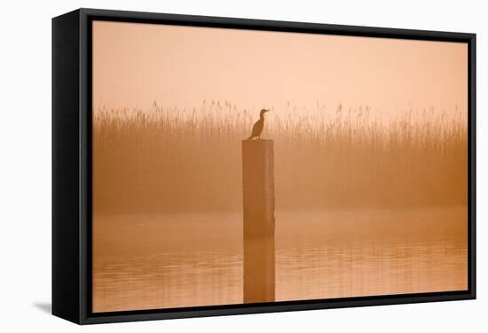Cormorant on Post in Misty Sunrise with Reedbed Behind-null-Framed Stretched Canvas