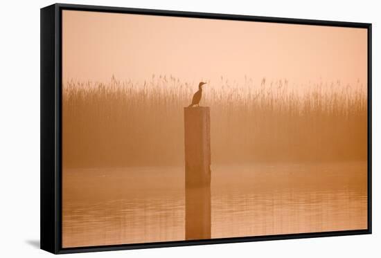 Cormorant on Post in Misty Sunrise with Reedbed Behind-null-Framed Stretched Canvas