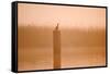 Cormorant on Post in Misty Sunrise with Reedbed Behind-null-Framed Stretched Canvas