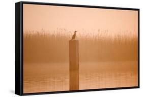 Cormorant on Post in Misty Sunrise with Reedbed Behind-null-Framed Stretched Canvas