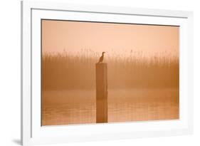 Cormorant on Post in Misty Sunrise with Reedbed Behind-null-Framed Photographic Print