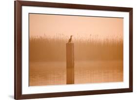 Cormorant on Post in Misty Sunrise with Reedbed Behind-null-Framed Photographic Print