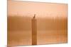 Cormorant on Post in Misty Sunrise with Reedbed Behind-null-Mounted Photographic Print