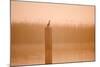 Cormorant on Post in Misty Sunrise with Reedbed Behind-null-Mounted Photographic Print