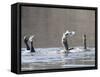 Cormorant, Phalacrocorax Carbo, is Watched by Others as it Tries to Gulp Down a Fish it Had Caught-null-Framed Stretched Canvas