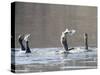 Cormorant, Phalacrocorax Carbo, is Watched by Others as it Tries to Gulp Down a Fish it Had Caught-null-Stretched Canvas