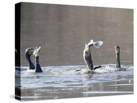 Cormorant, Phalacrocorax Carbo, is Watched by Others as it Tries to Gulp Down a Fish it Had Caught-null-Stretched Canvas