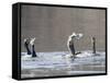 Cormorant, Phalacrocorax Carbo, is Watched by Others as it Tries to Gulp Down a Fish it Had Caught-null-Framed Stretched Canvas