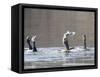 Cormorant, Phalacrocorax Carbo, is Watched by Others as it Tries to Gulp Down a Fish it Had Caught-null-Framed Stretched Canvas