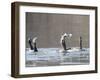 Cormorant, Phalacrocorax Carbo, is Watched by Others as it Tries to Gulp Down a Fish it Had Caught-null-Framed Photographic Print