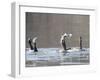 Cormorant, Phalacrocorax Carbo, is Watched by Others as it Tries to Gulp Down a Fish it Had Caught-null-Framed Photographic Print