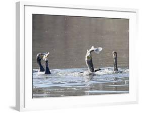 Cormorant, Phalacrocorax Carbo, is Watched by Others as it Tries to Gulp Down a Fish it Had Caught-null-Framed Photographic Print