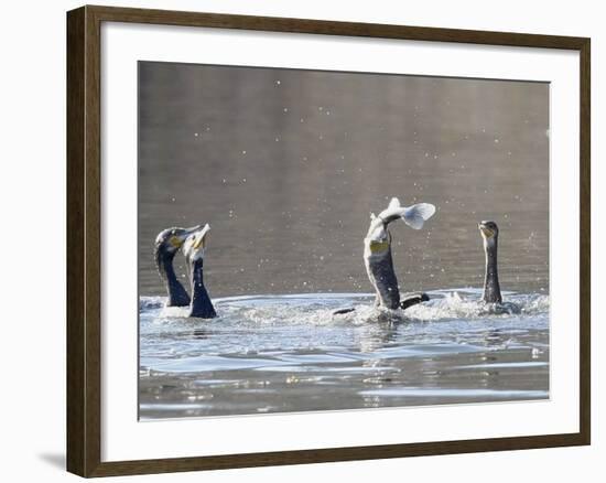 Cormorant, Phalacrocorax Carbo, is Watched by Others as it Tries to Gulp Down a Fish it Had Caught-null-Framed Photographic Print