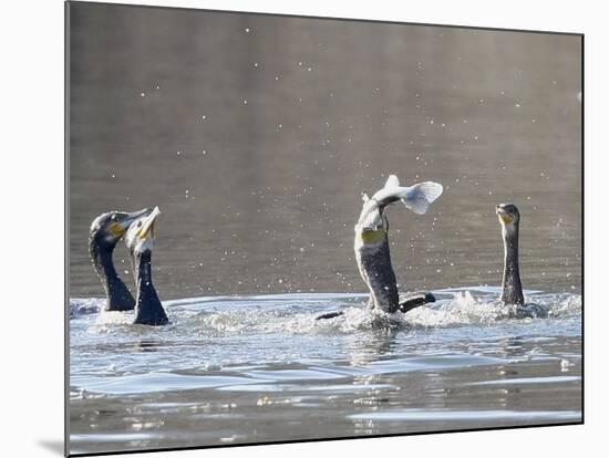 Cormorant, Phalacrocorax Carbo, is Watched by Others as it Tries to Gulp Down a Fish it Had Caught-null-Mounted Photographic Print