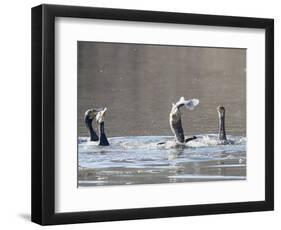 Cormorant, Phalacrocorax Carbo, is Watched by Others as it Tries to Gulp Down a Fish it Had Caught-null-Framed Photographic Print