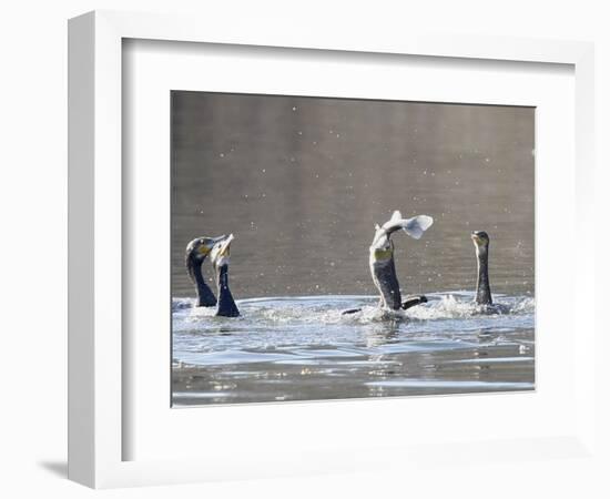 Cormorant, Phalacrocorax Carbo, is Watched by Others as it Tries to Gulp Down a Fish it Had Caught-null-Framed Photographic Print