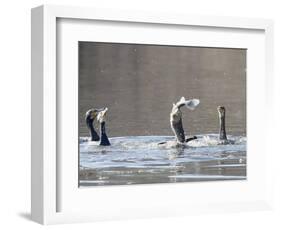 Cormorant, Phalacrocorax Carbo, is Watched by Others as it Tries to Gulp Down a Fish it Had Caught-null-Framed Photographic Print