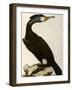 Cormorant, Phalacrocorax Carbo-William Home Lizars-Framed Giclee Print