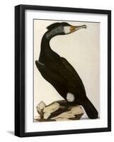 Cormorant, Phalacrocorax Carbo-William Home Lizars-Framed Giclee Print