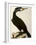 Cormorant, Phalacrocorax Carbo-William Home Lizars-Framed Giclee Print