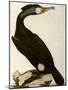 Cormorant, Phalacrocorax Carbo-William Home Lizars-Mounted Giclee Print