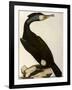 Cormorant, Phalacrocorax Carbo-William Home Lizars-Framed Giclee Print