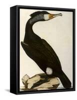 Cormorant, Phalacrocorax Carbo-William Home Lizars-Framed Stretched Canvas