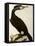 Cormorant, Phalacrocorax Carbo-William Home Lizars-Framed Stretched Canvas