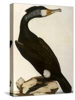 Cormorant, Phalacrocorax Carbo-William Home Lizars-Stretched Canvas