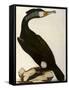 Cormorant, Phalacrocorax Carbo-William Home Lizars-Framed Stretched Canvas