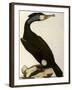 Cormorant, Phalacrocorax Carbo-William Home Lizars-Framed Giclee Print