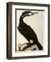 Cormorant, Phalacrocorax Carbo-William Home Lizars-Framed Giclee Print