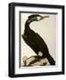 Cormorant, Phalacrocorax Carbo-William Home Lizars-Framed Giclee Print