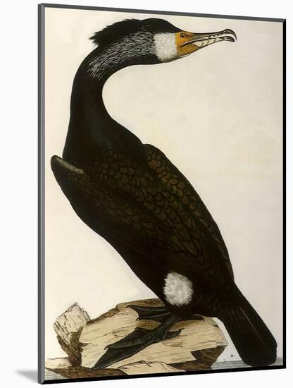 Cormorant, Phalacrocorax Carbo-William Home Lizars-Mounted Giclee Print