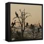 Cormorant Silhouettes in a Tree at the Wakodahatchee Wetlands-Richard T. Nowitz-Framed Stretched Canvas