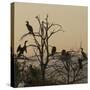 Cormorant Silhouettes in a Tree at the Wakodahatchee Wetlands-Richard T. Nowitz-Stretched Canvas