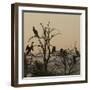 Cormorant Silhouettes in a Tree at the Wakodahatchee Wetlands-Richard T. Nowitz-Framed Photographic Print