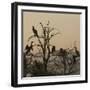 Cormorant Silhouettes in a Tree at the Wakodahatchee Wetlands-Richard T. Nowitz-Framed Photographic Print