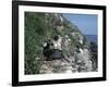 Cormorant-CM Dixon-Framed Photographic Print