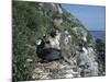 Cormorant-CM Dixon-Mounted Photographic Print