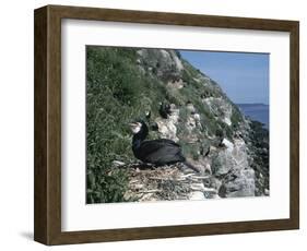 Cormorant-CM Dixon-Framed Photographic Print