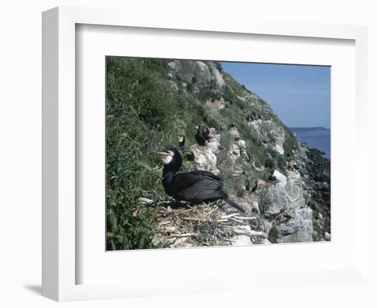 Cormorant-CM Dixon-Framed Photographic Print