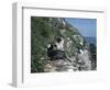 Cormorant-CM Dixon-Framed Photographic Print