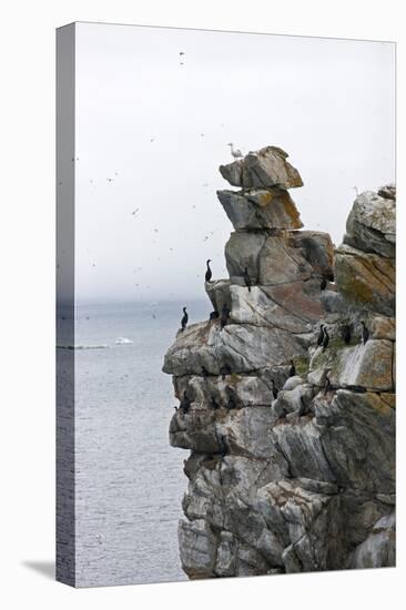 Cormorants and seagulls on rock pile, Kolyuchin Island, Bering Sea, Russian Far East-Keren Su-Stretched Canvas